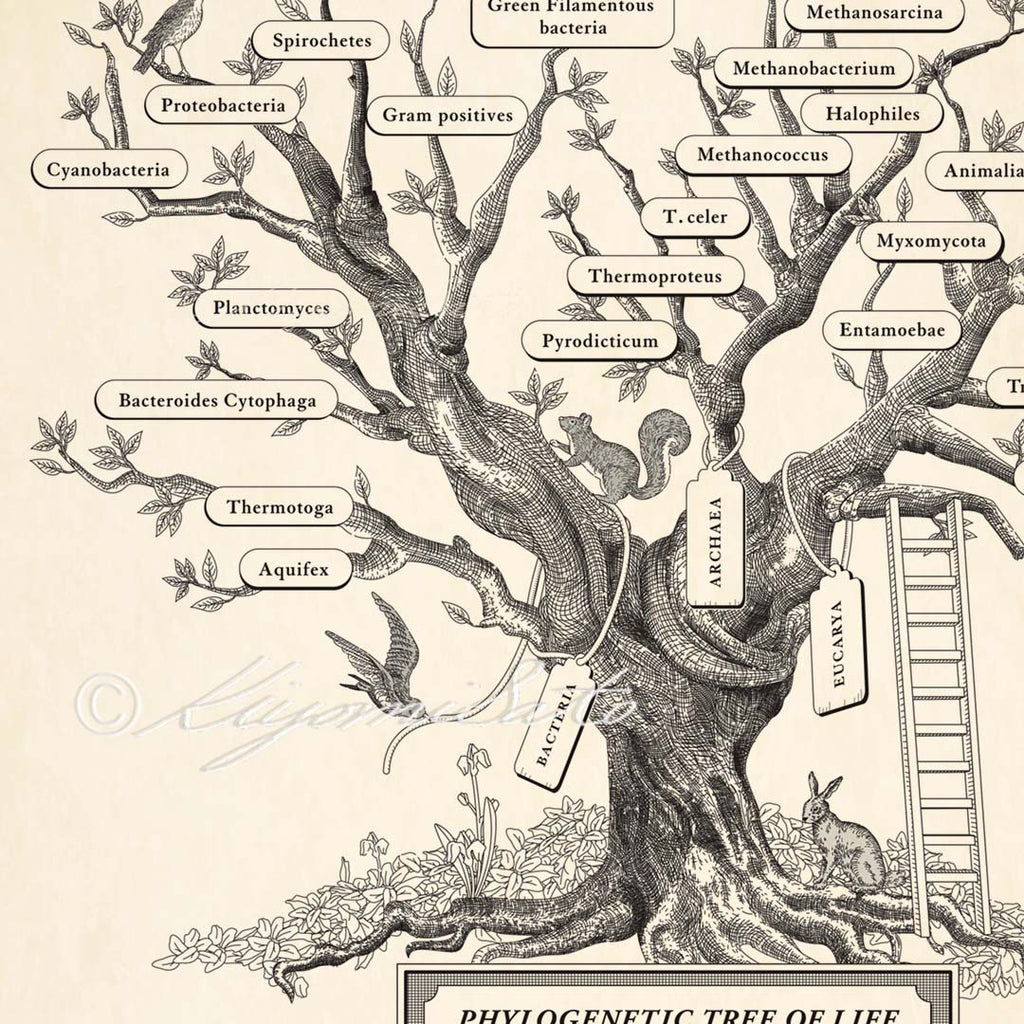 Microbiology Phylogenetic Tree Of Life