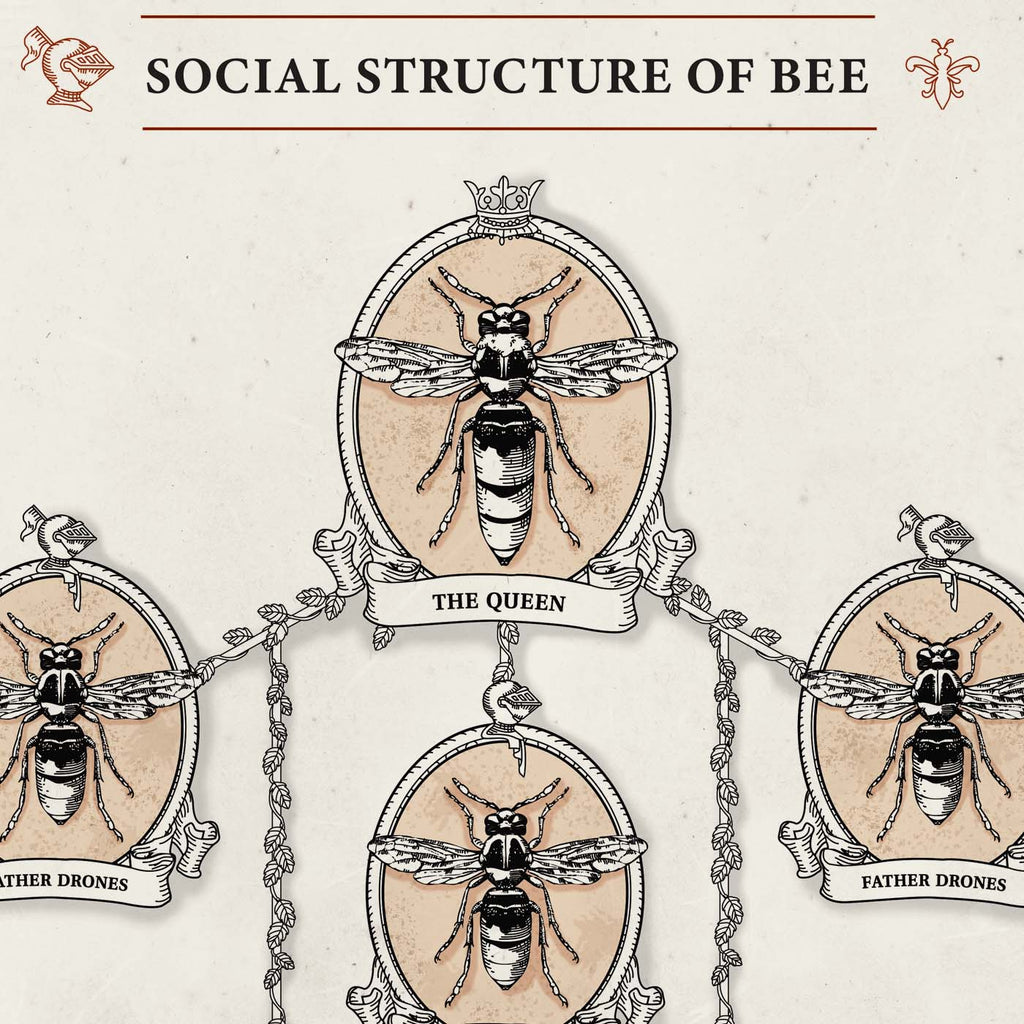Social Structure of Bee