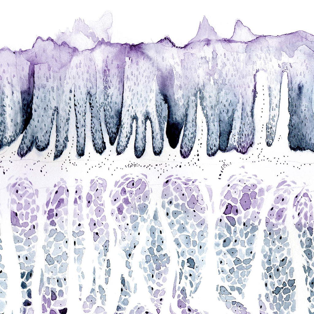 Dog Tongue Histology Art, Canine Filiform Papillae