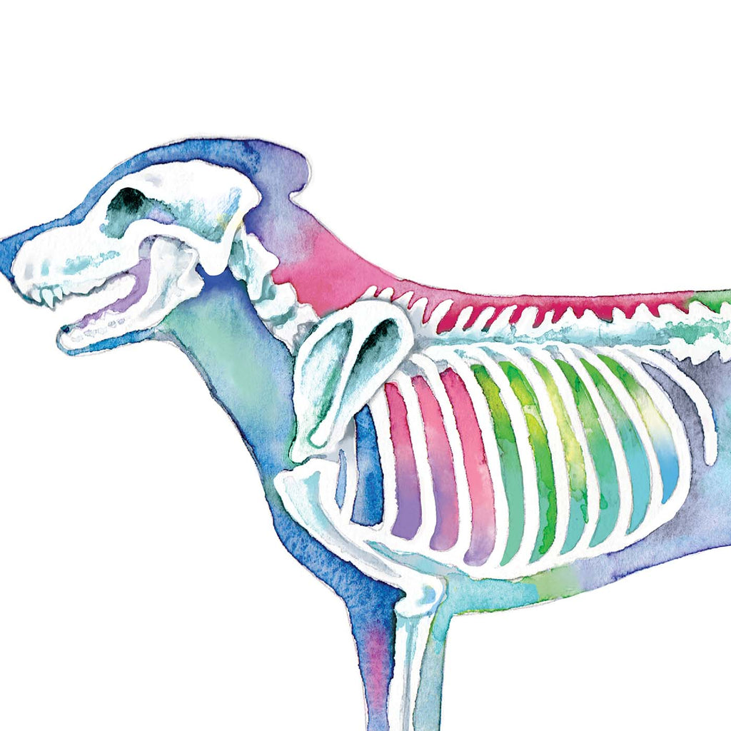 Dog Skeletal System Vertical Art