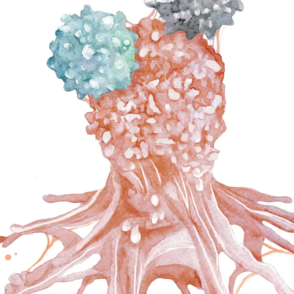 Immunce Cell Defeating Cancer Cell