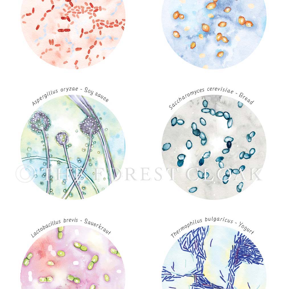 Food Fermenting Microbiome Collection