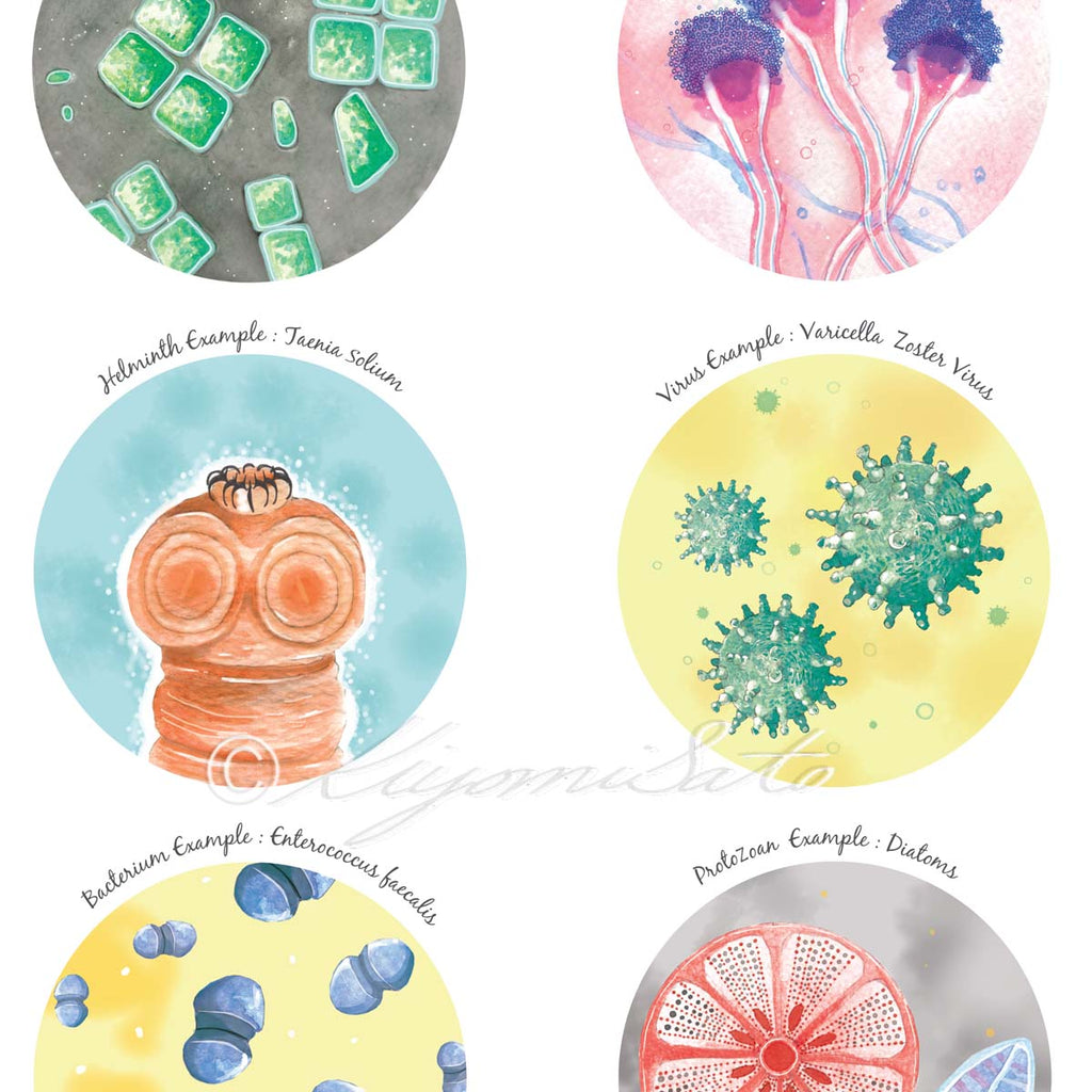 Six Types of Microorganisms Collection