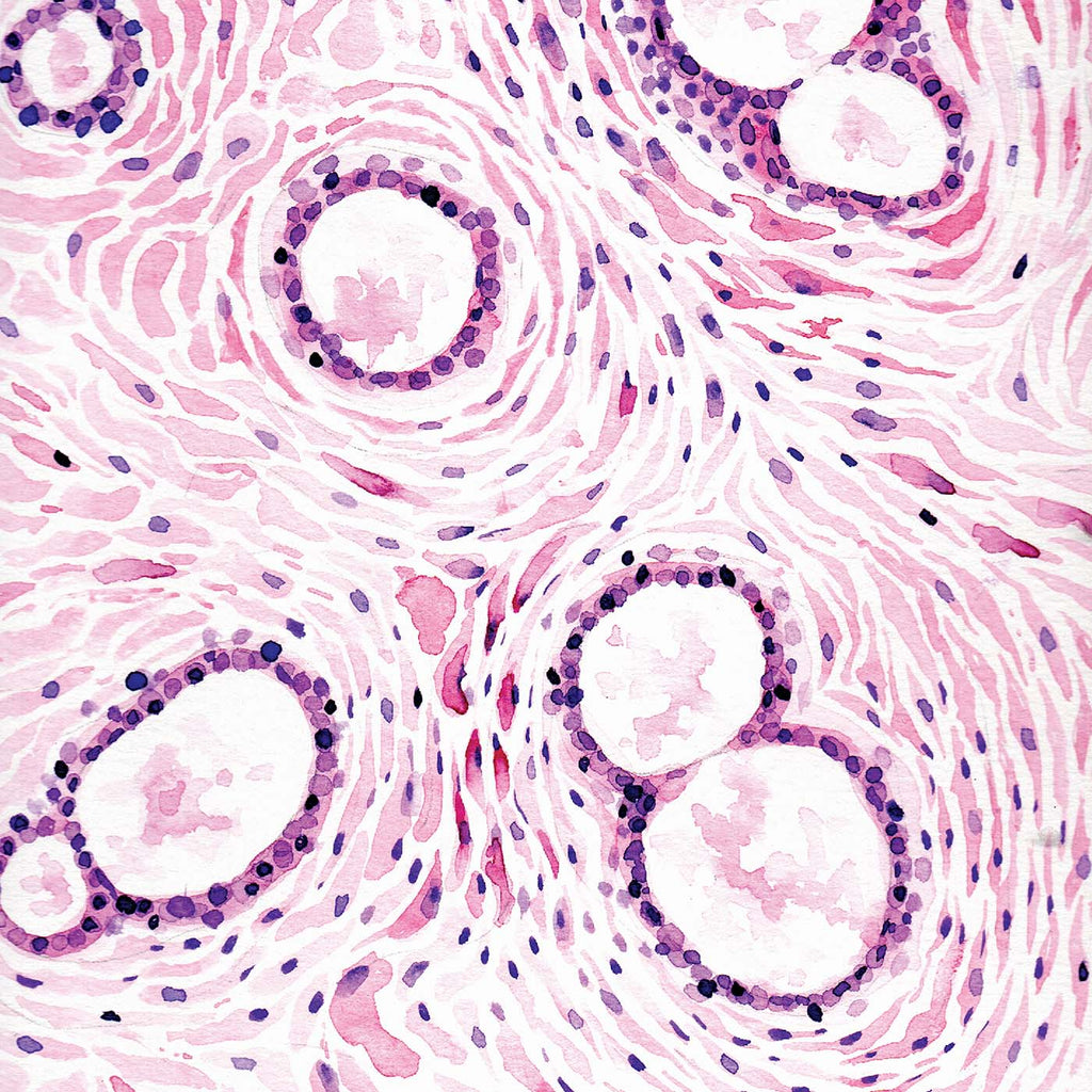 Mammary Gland Histology Abstract Art