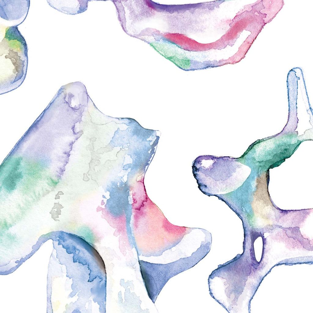 Dog Vertebrae Collection Art