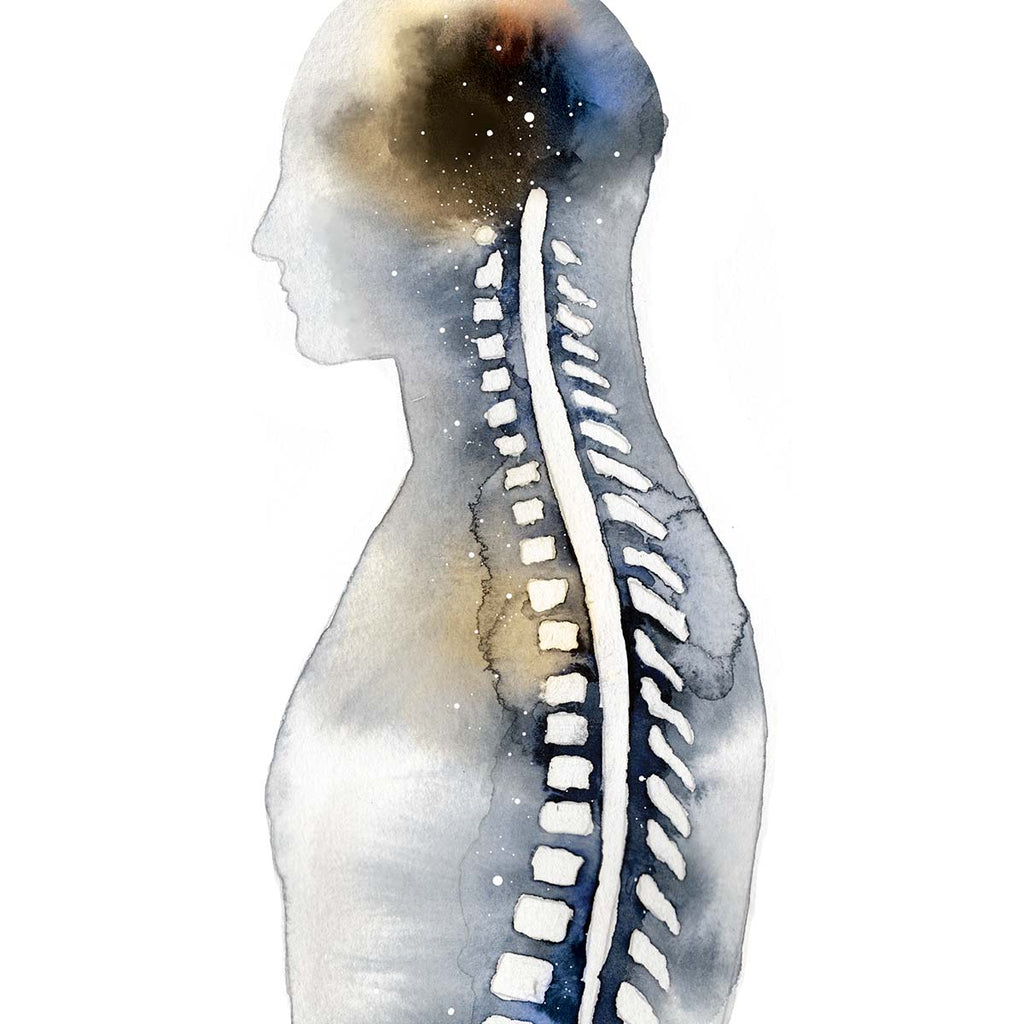 Spine Anatomy Art