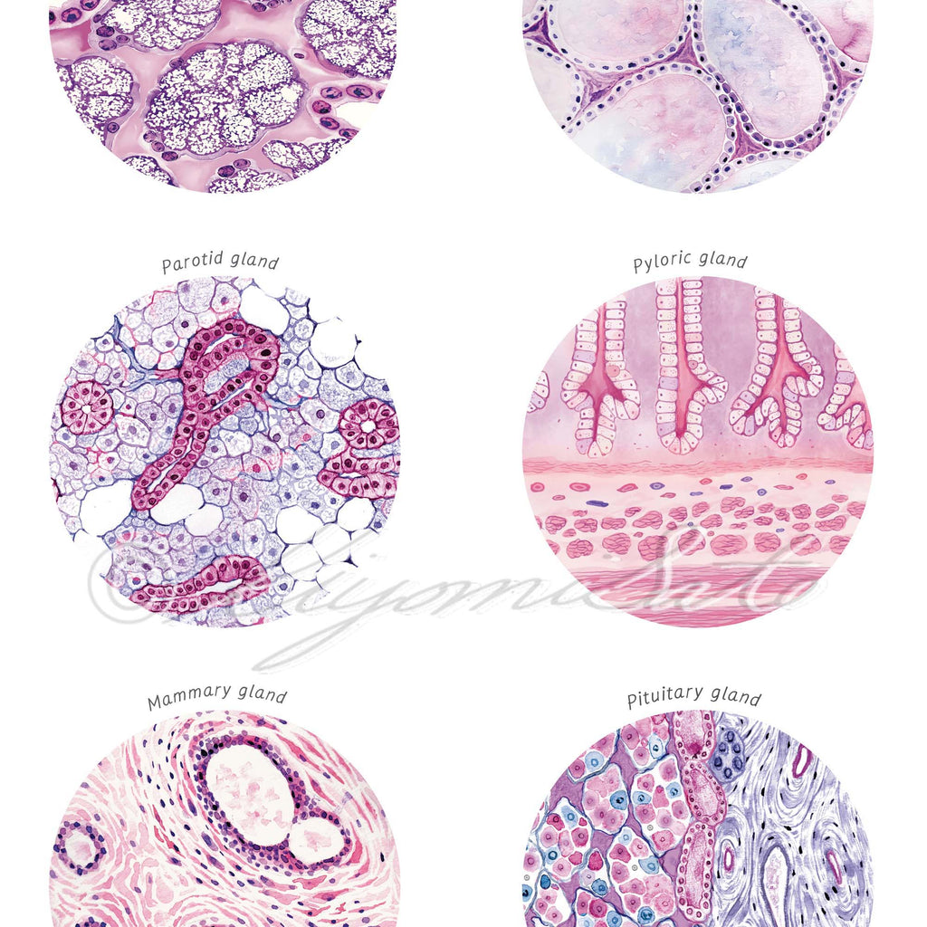 Glands Histology Collection