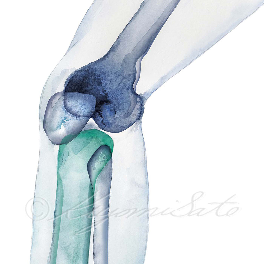 Knee Bones Orthopedics Art Poster