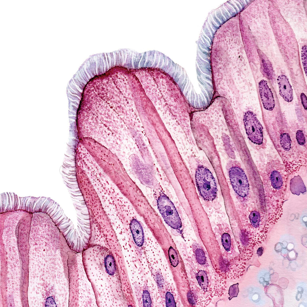 Cat Respiratory Epithelium Histology Art