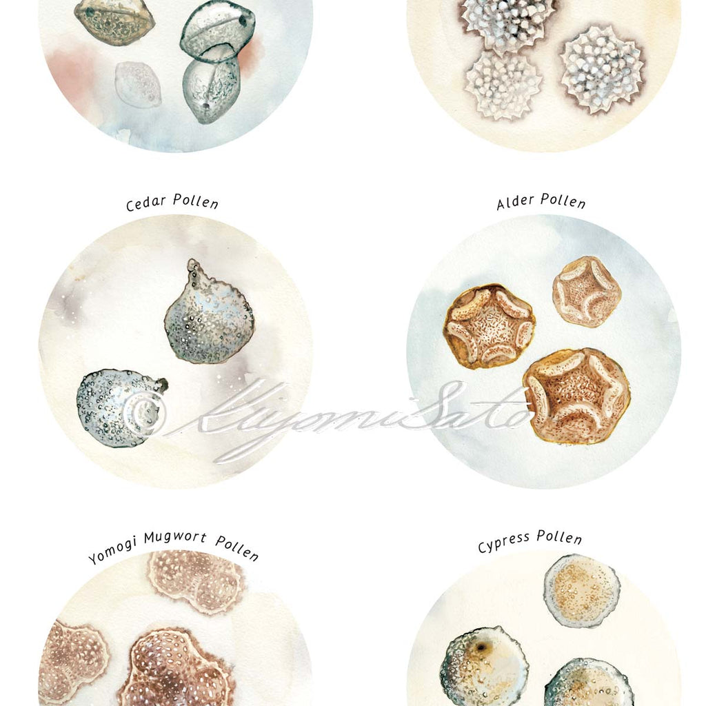 Pollen Collection
