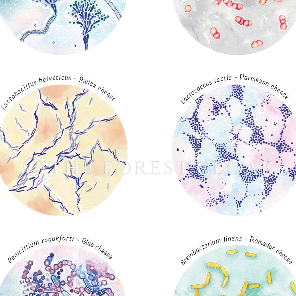 Cheese Fermenting Microbiome Collection