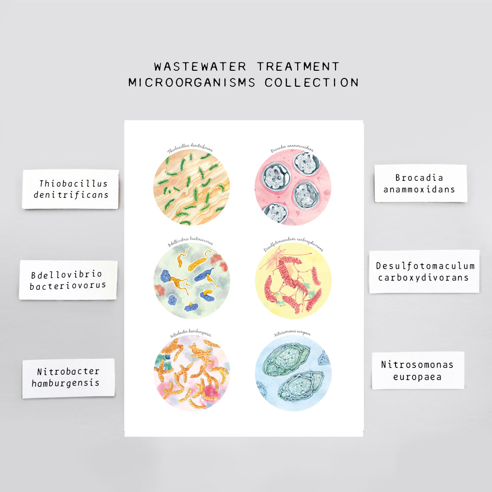 Wastewater Treatment Microorganisms Collection