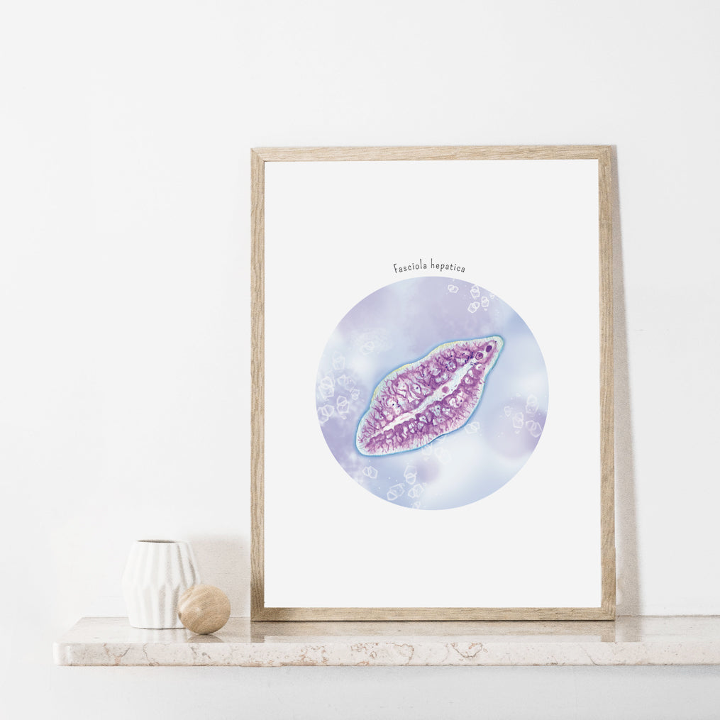 Fasciola hepatica