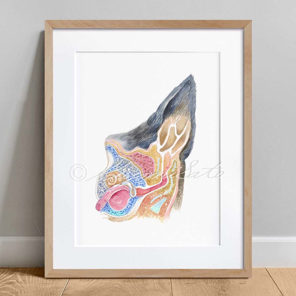 Canine Ear Cross Section