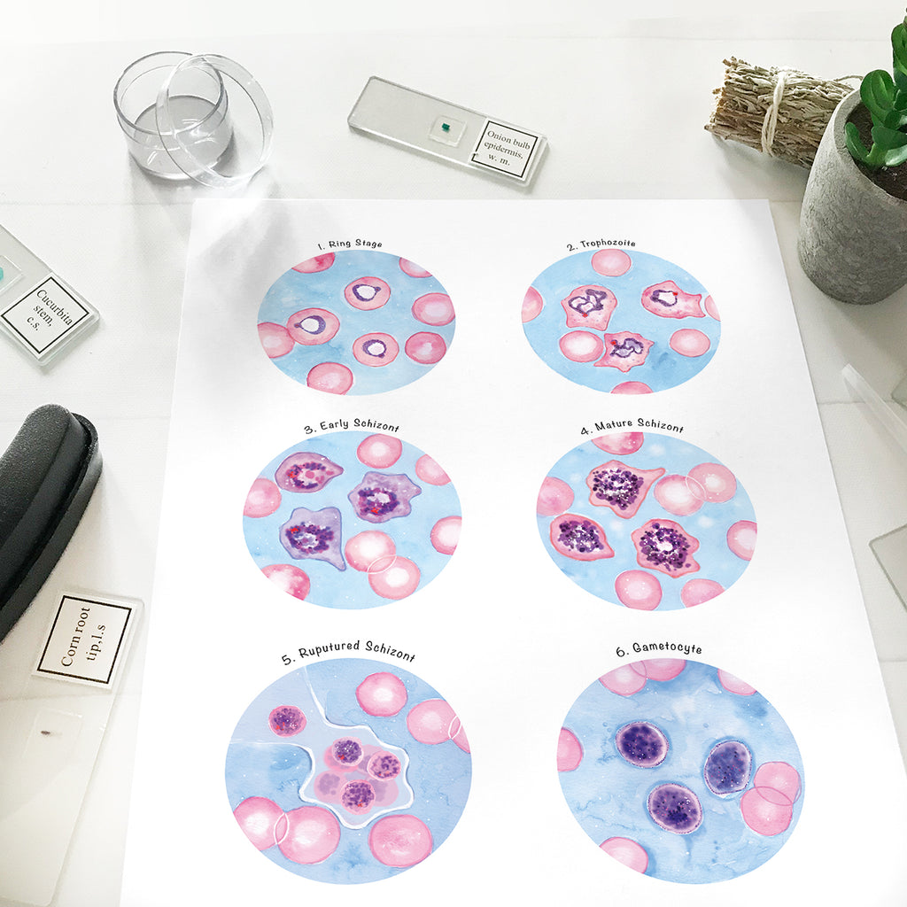 Plasmodium vivax Morphology