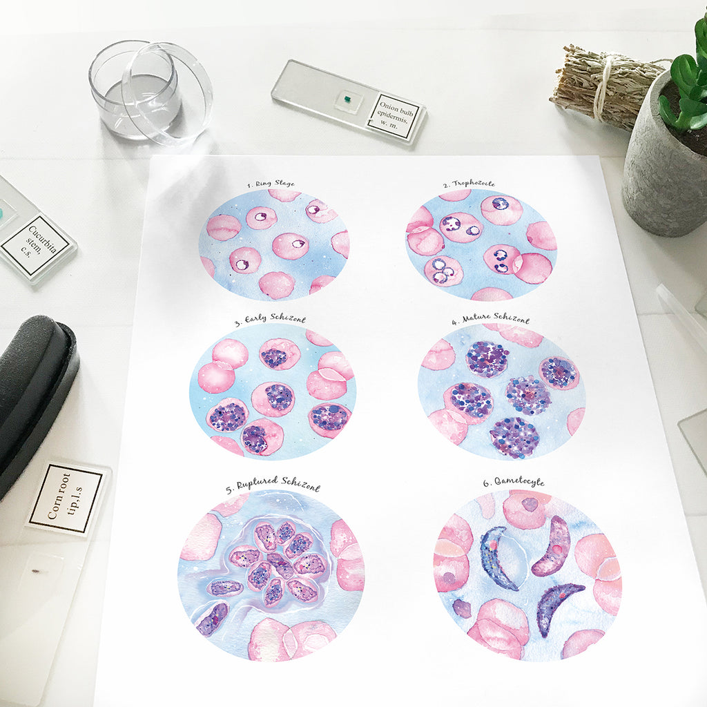 Plasmodium falciparum Morphology