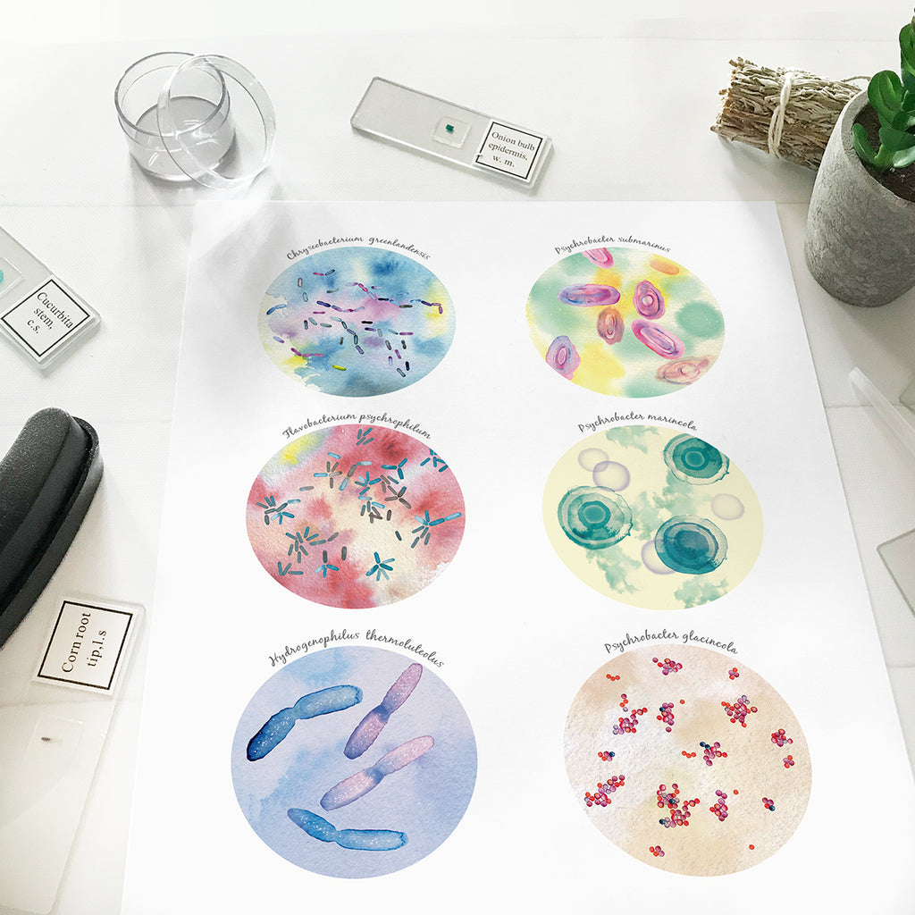 Psychrophilic Bacteria Collection