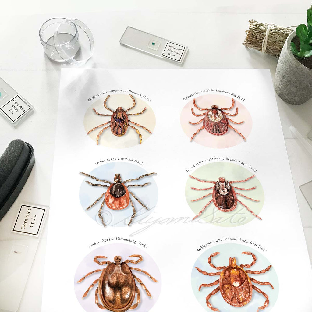 Tick Collection