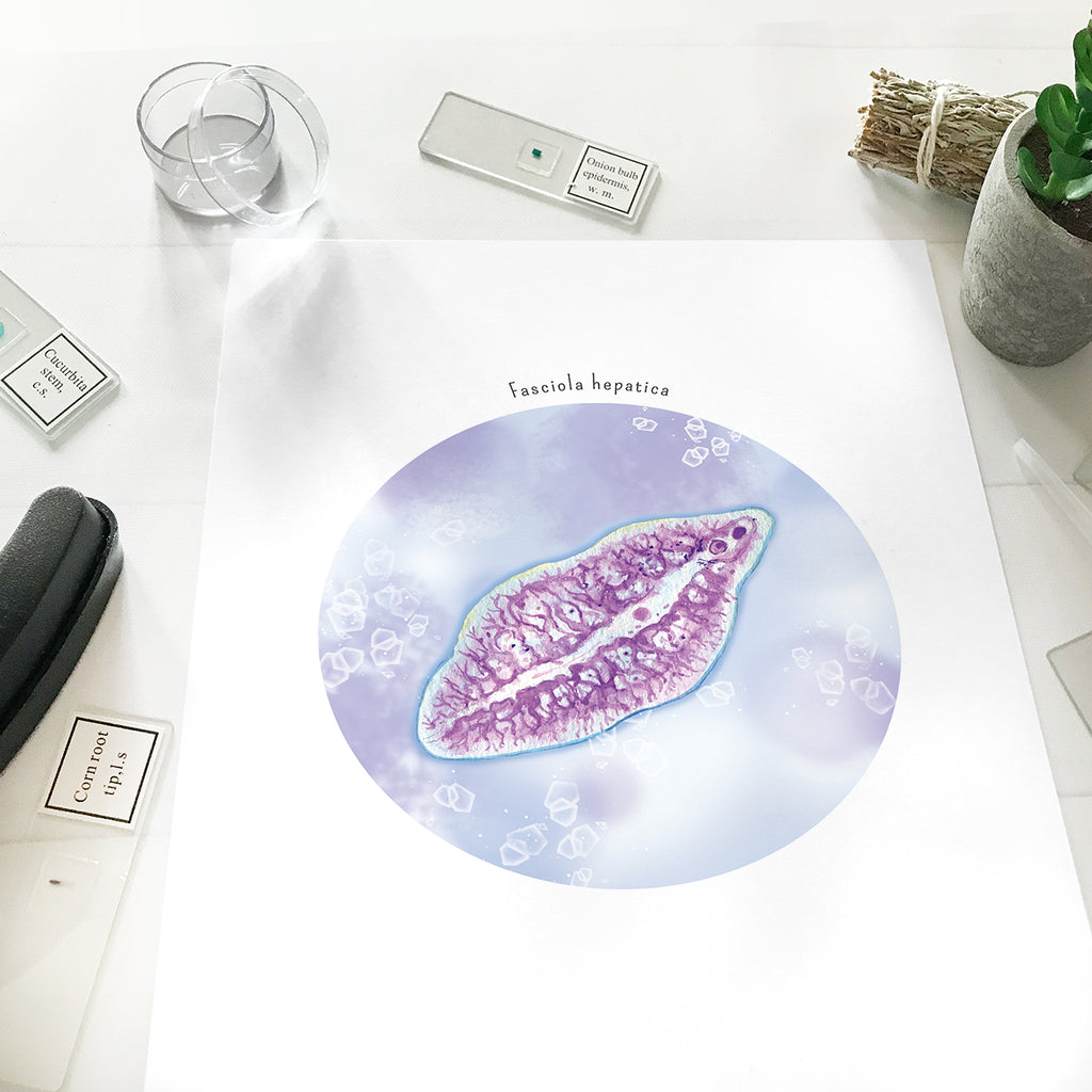 Fasciola hepatica