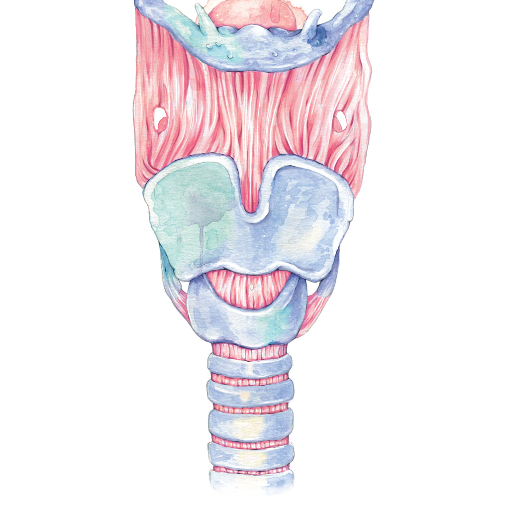 Larynx Anterior View