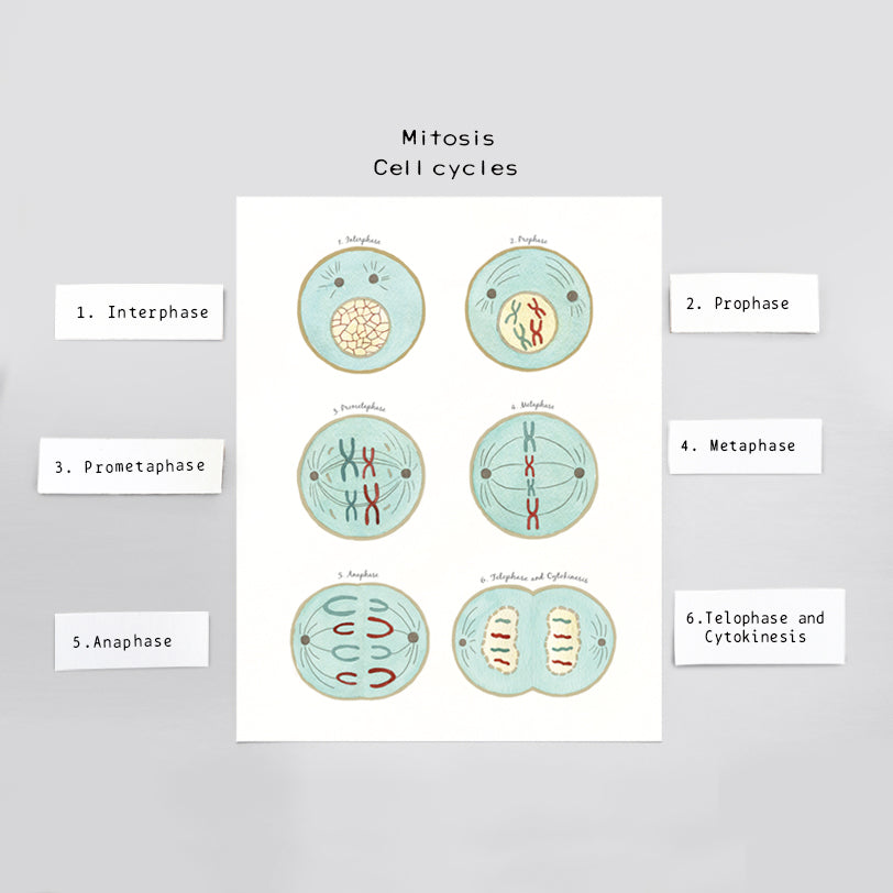 Mitosis Phases Art