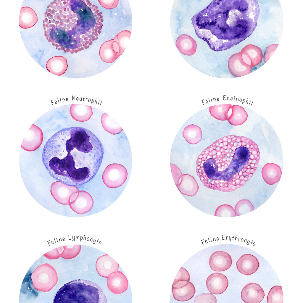 Feline Blood Cells Collection