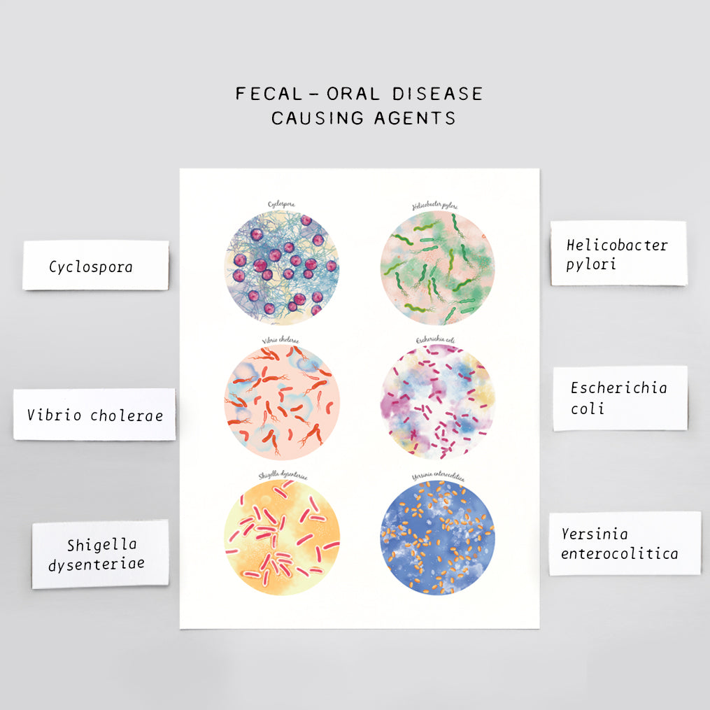 Disease Causing Agents by Fecal - Oral Route Collection