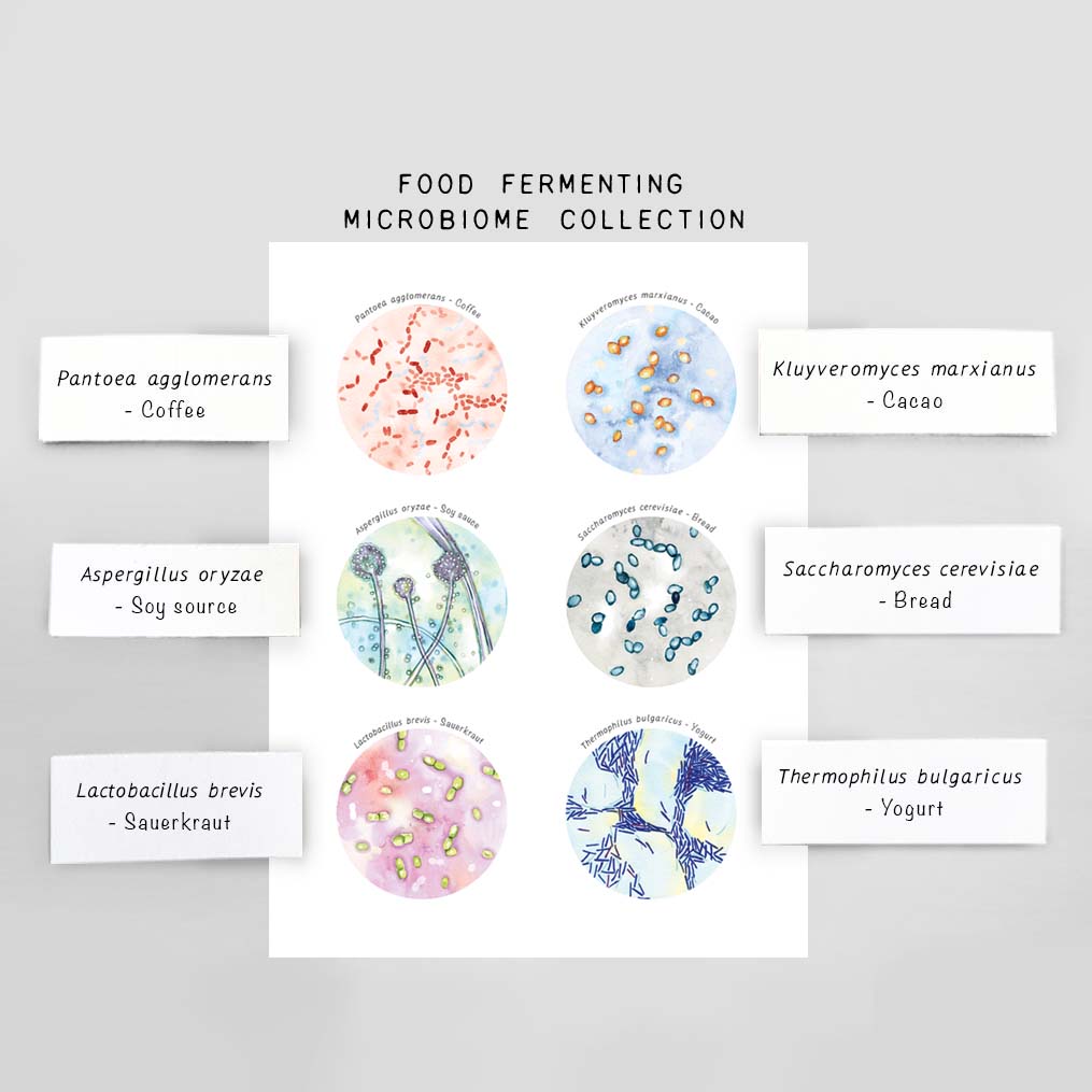 Microbiology Kitchen Art Set of 4