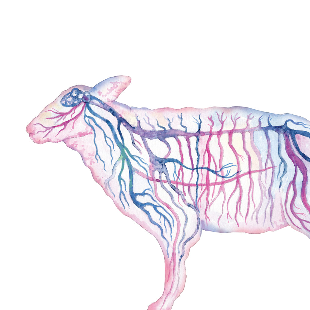 Sheep Nervous System, Magenta Vertical