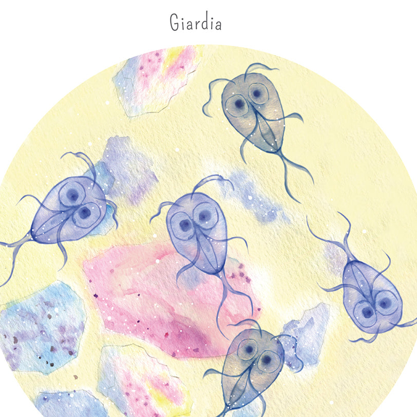 Giardia