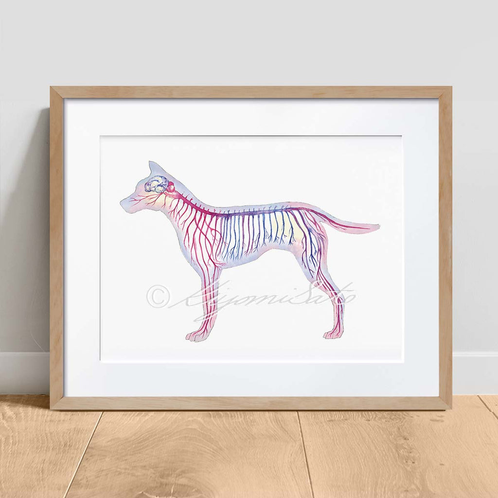 Canine Nervous System, Magenta Horizontal