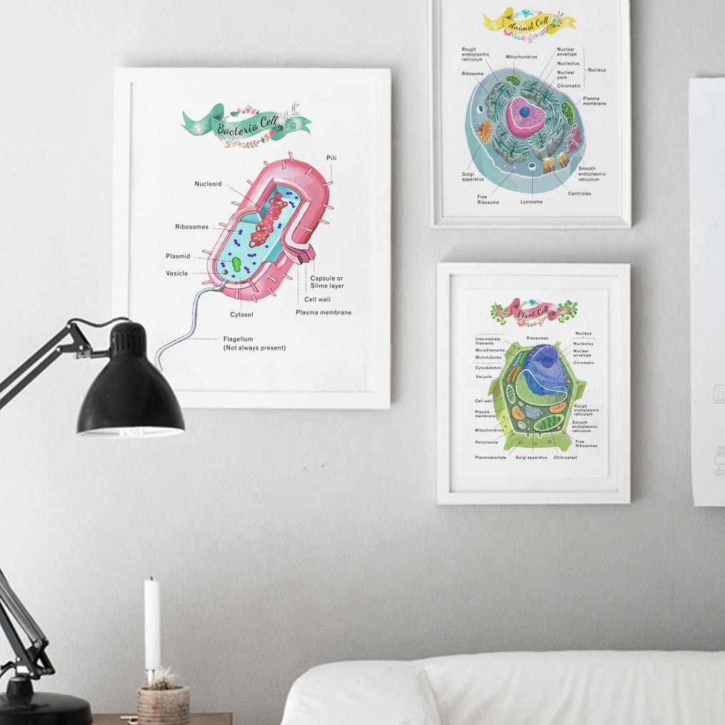 Bacteria Cell Cross Section