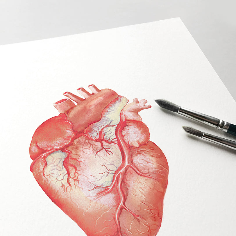 Human Anatomical Heart