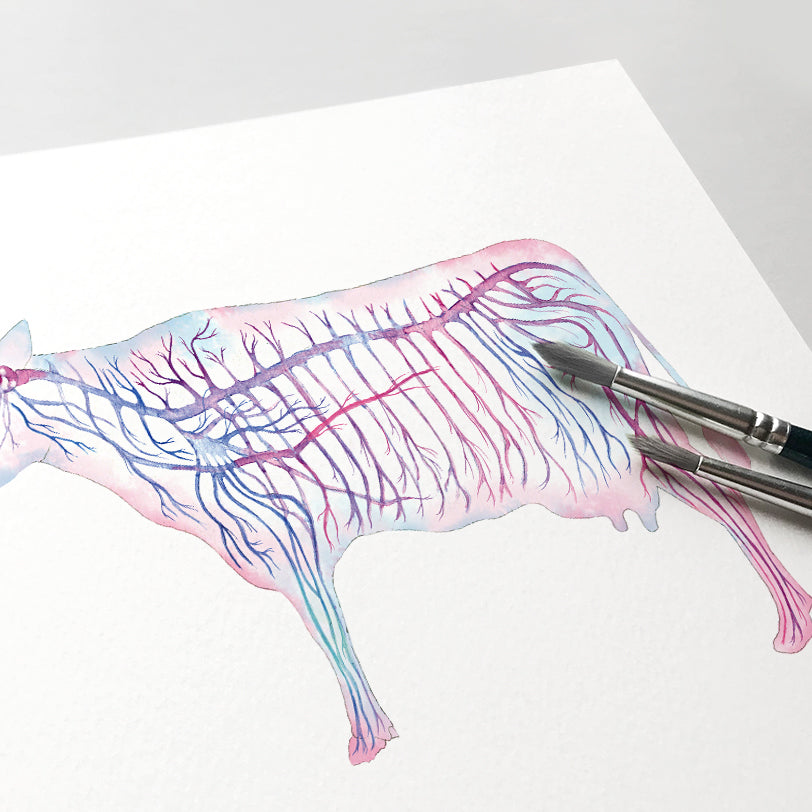 Cattle Nervous System Horizontal, Magenta