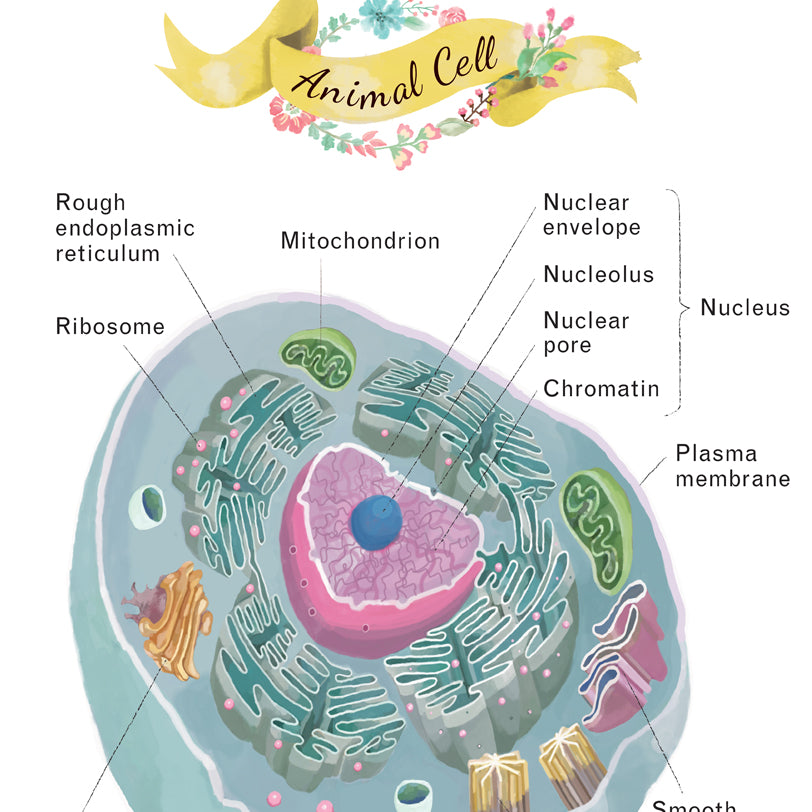 Animal Cell Cross Section