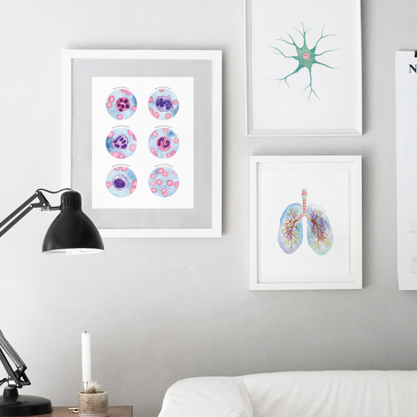 Ruminant Blood Cells Collection