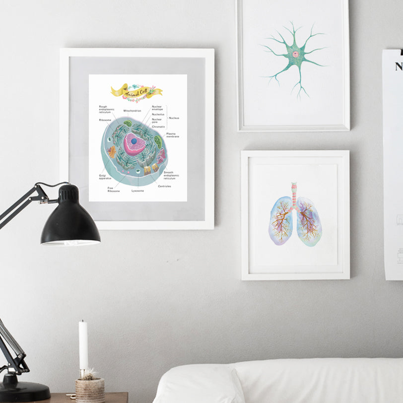 Animal Cell Cross Section