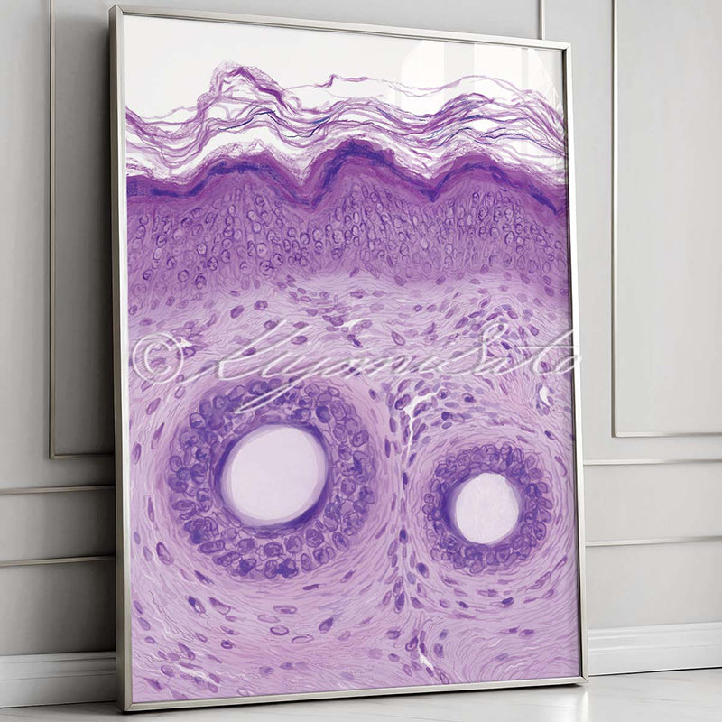 Epidermis and hair shaft