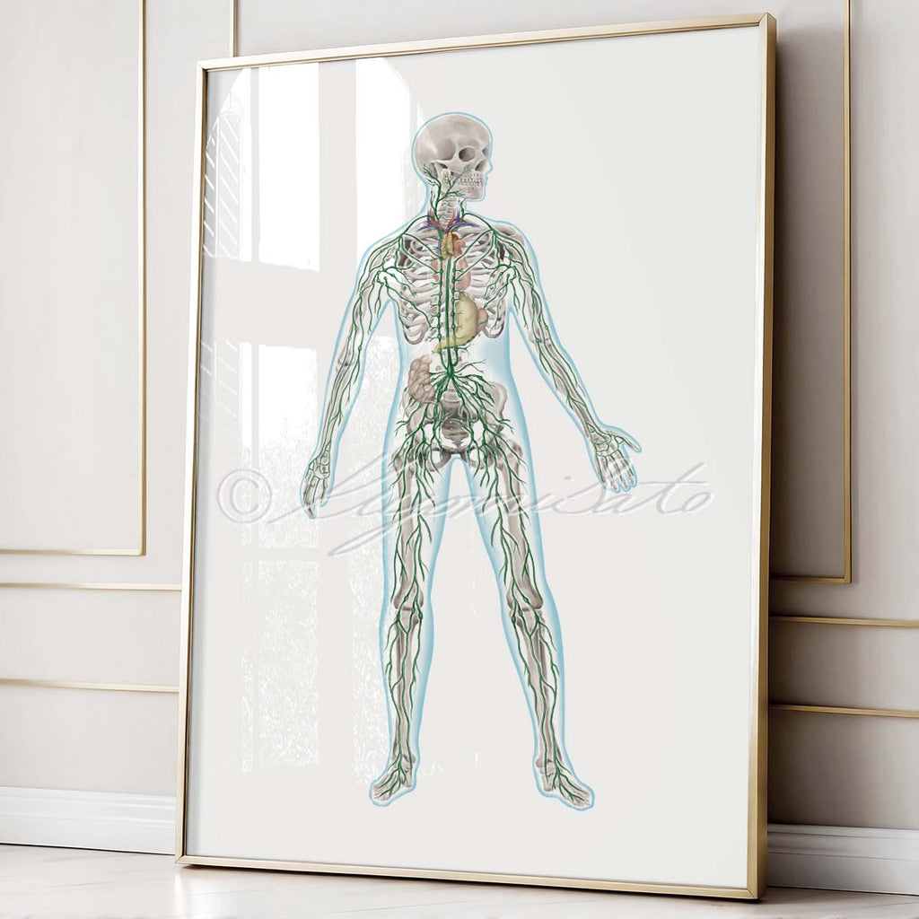 Human Anatomy Art Set of 4