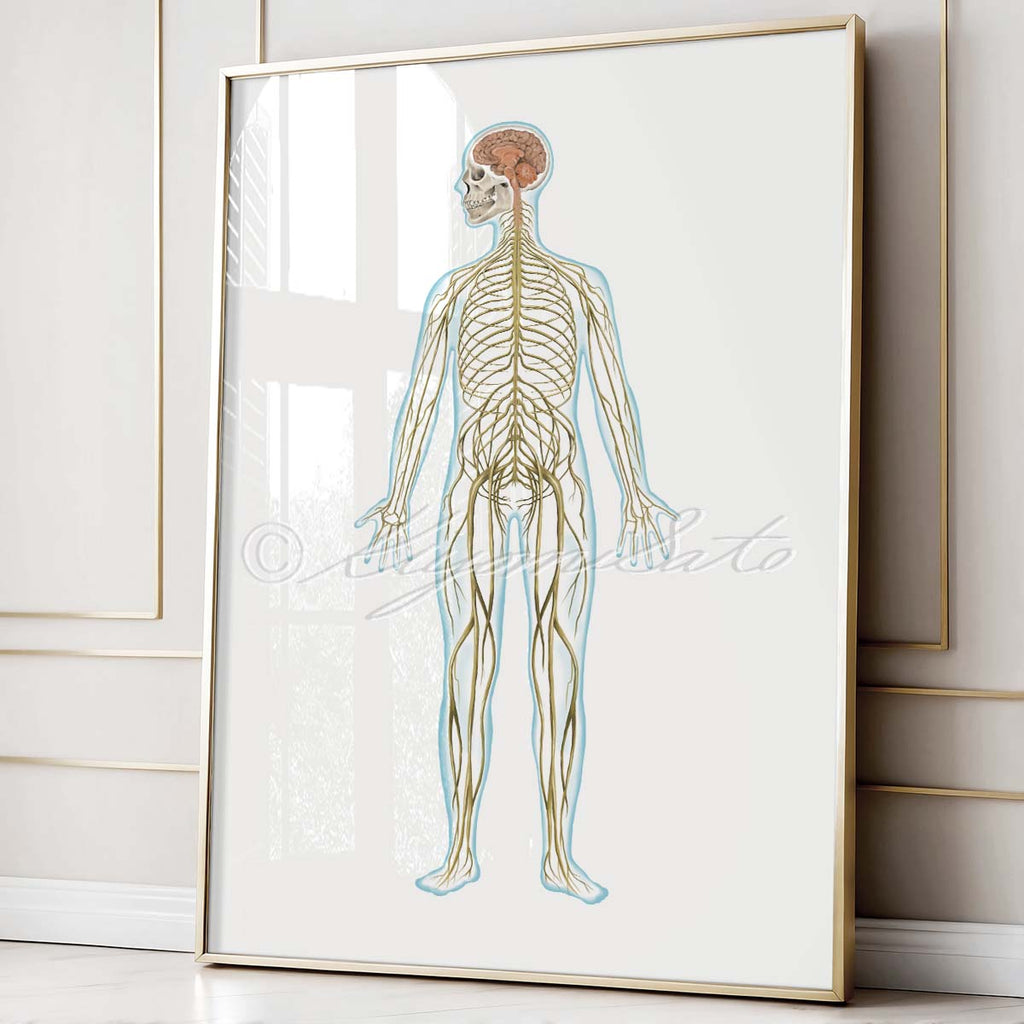 Nervous System Art Poster