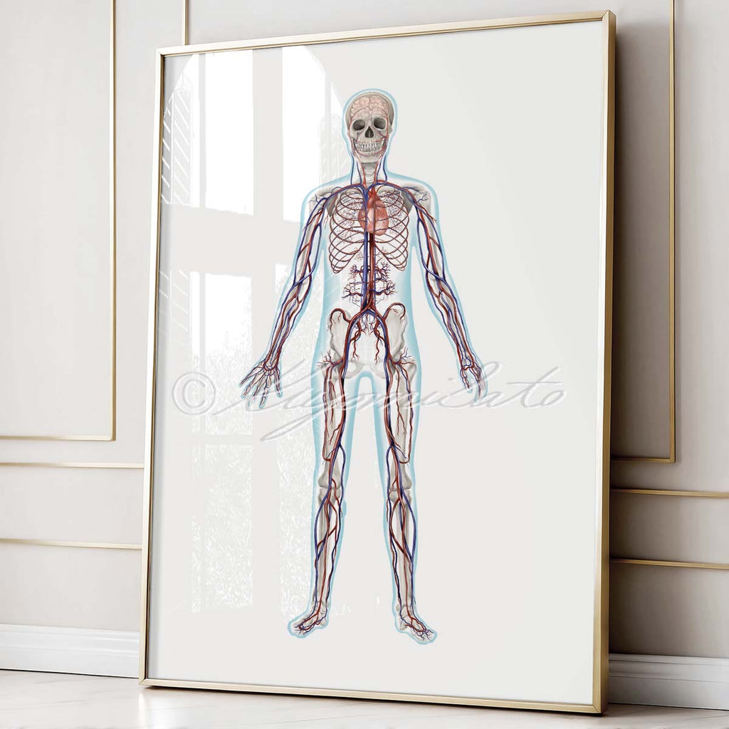 Human Anatomy Art Set of 4