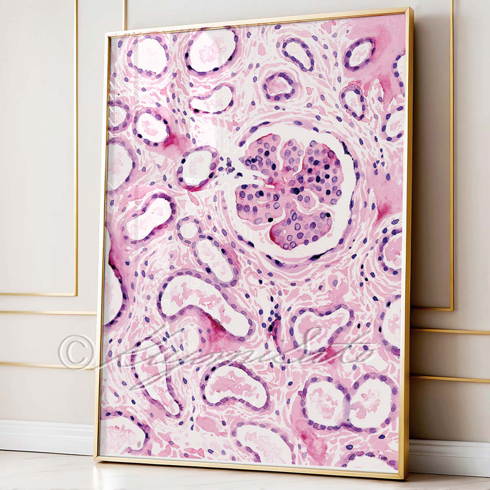 Renal corpuscle  Histology Art