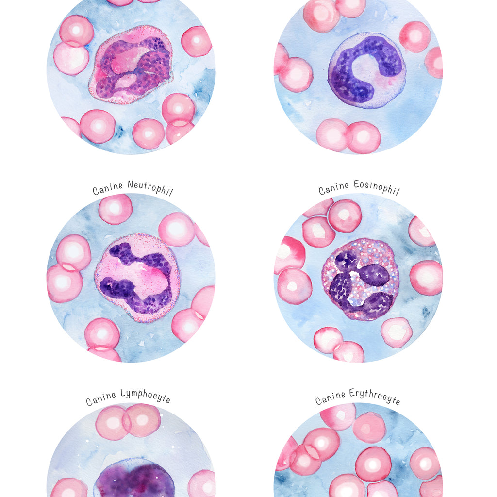 Canine Blood Cells Collection