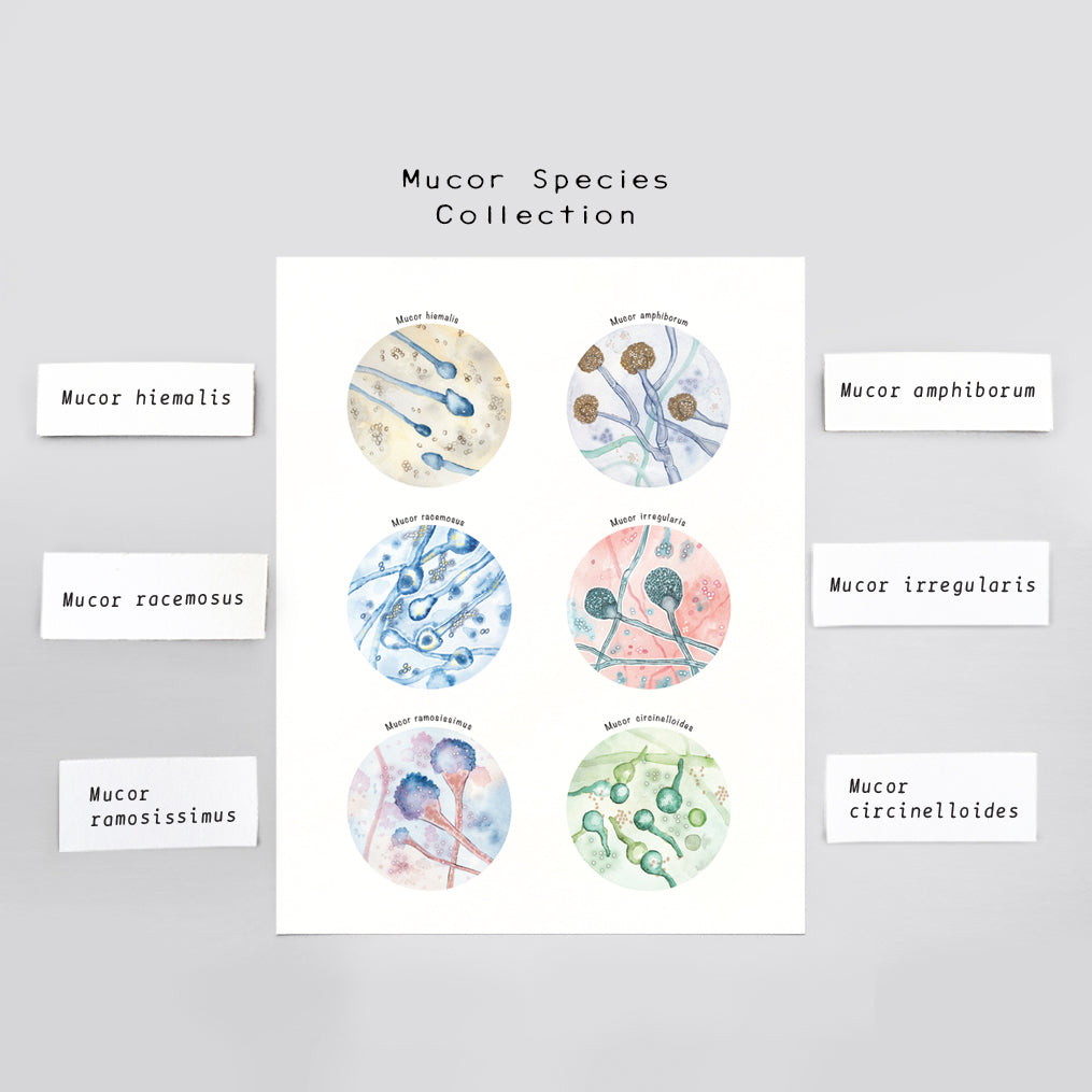 Mucor Species Collection