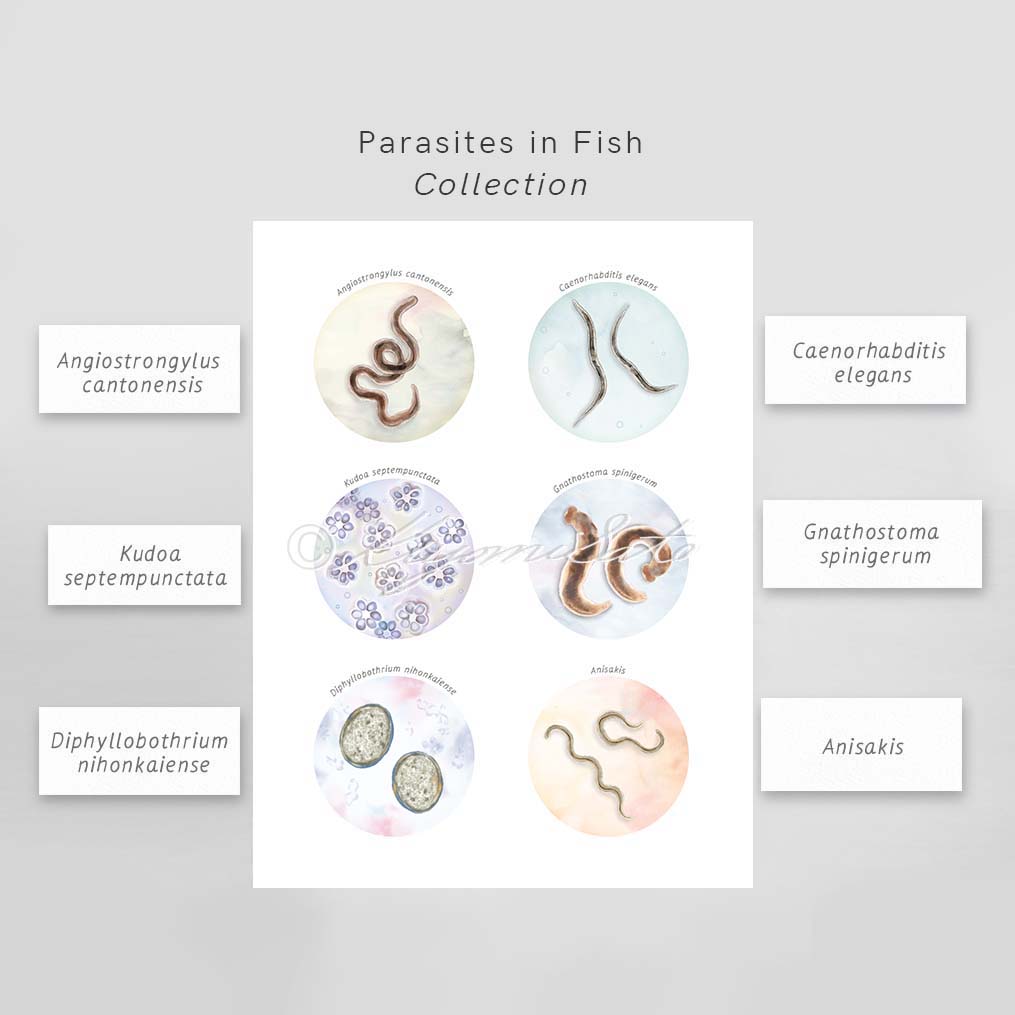 Collection of Fish borne parasites Art Poster