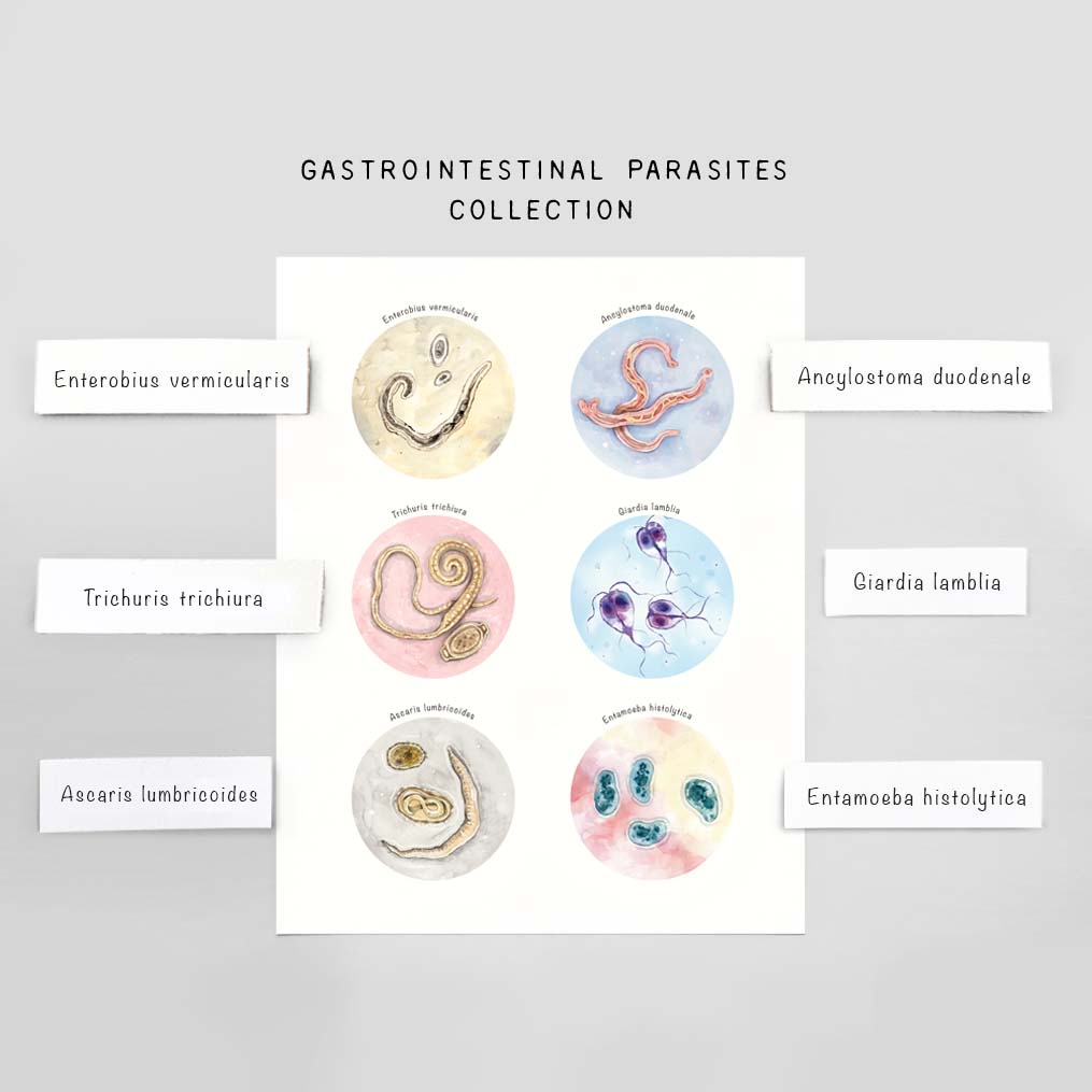 Intestinal Parasite Collection