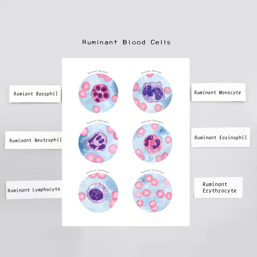 Ruminant Blood Cells Collection – The Forest Cloak