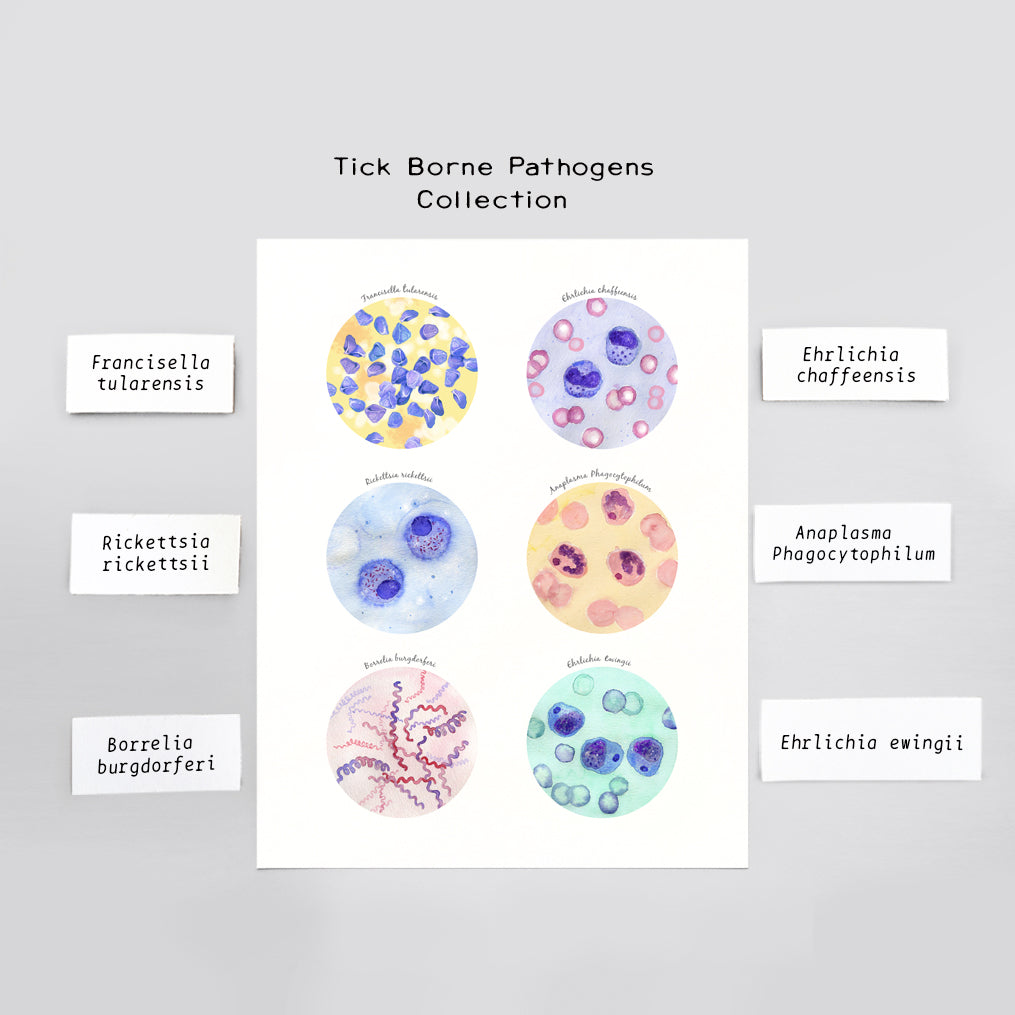 Tick Borne Pathogens Collection