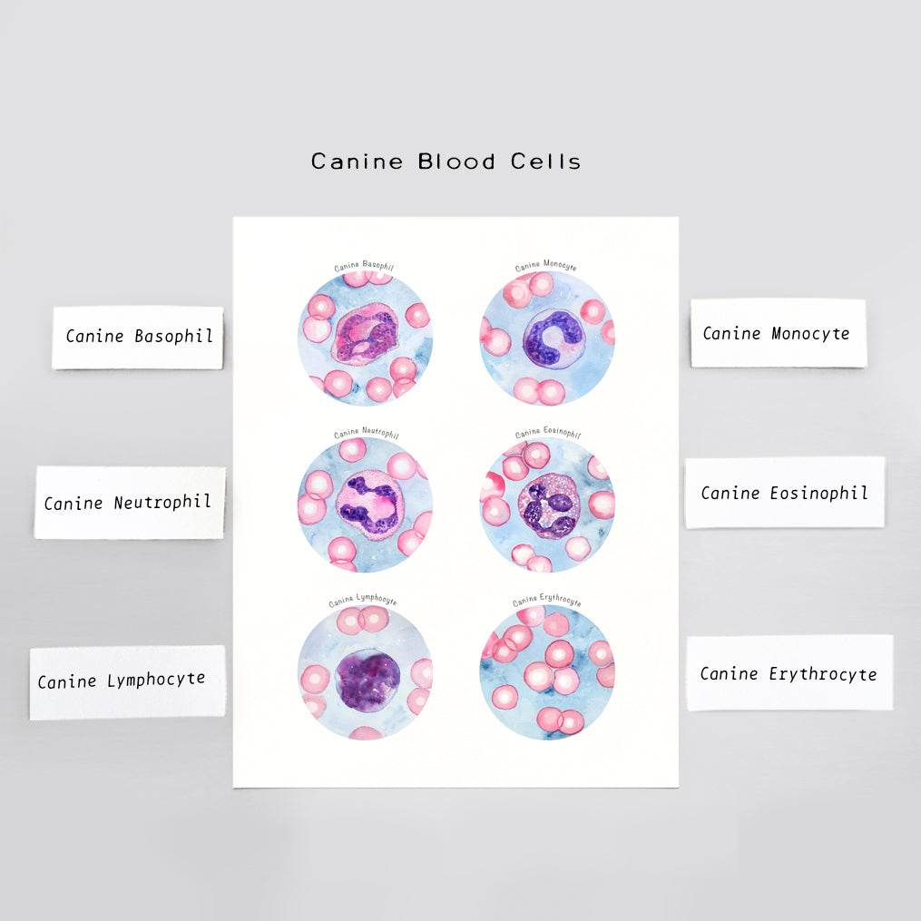 Canine Blood Cells Collection