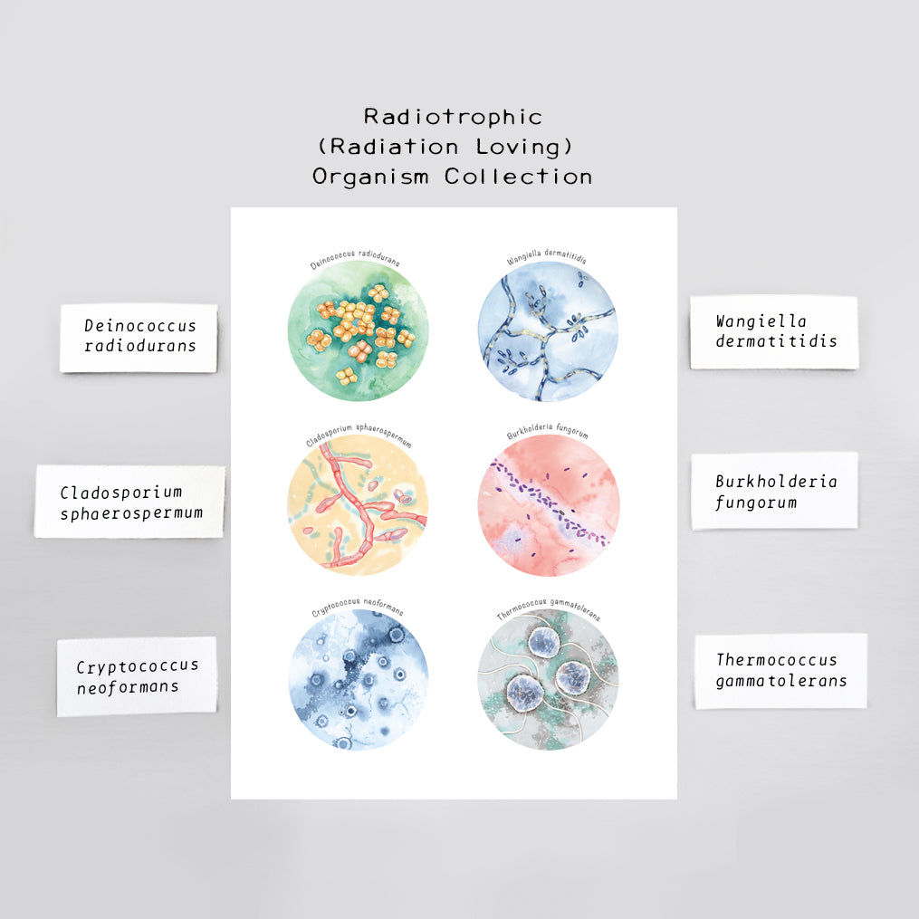 Radiotrophic Microorganisms Collection